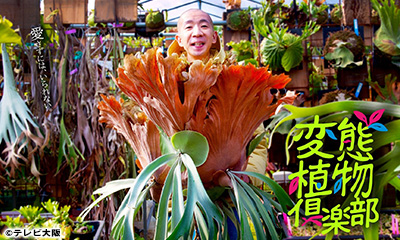 変態植物倶楽部